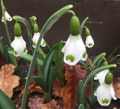 Galanthus 'Trymlet'